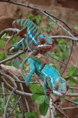 Furcifer pardalis