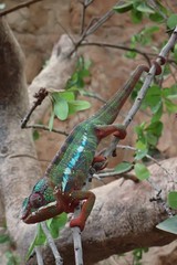 Furcifer pardalis