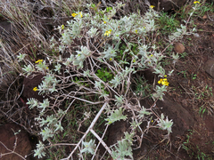 Lipochaeta integrifolia