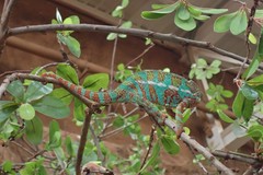 Furcifer pardalis