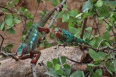 Furcifer pardalis