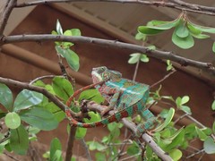 Furcifer pardalis