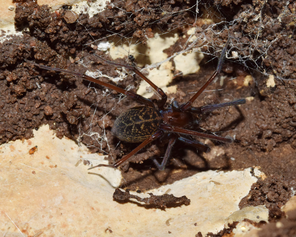 Phyxelidid Spiders from Dawncrest, Westville, KZN, ZA on December 18