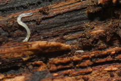 Parisotoma notabilis