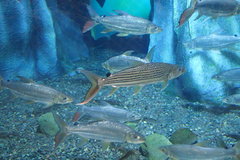 Hydrocynus goliath