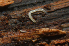 Parisotoma notabilis