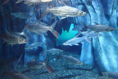 Hydrocynus goliath