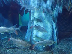 Hydrocynus goliath