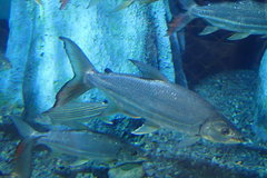 Hydrocynus goliath