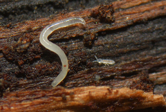 Parisotoma notabilis