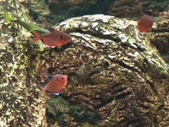 Hyphessobrycon eques