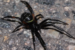 Steatoda cingulata