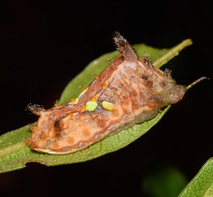 Neomocena convergens