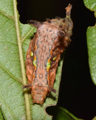 Neomocena convergens