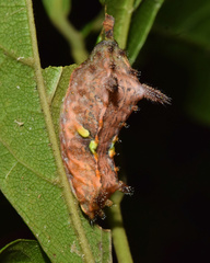 Neomocena convergens