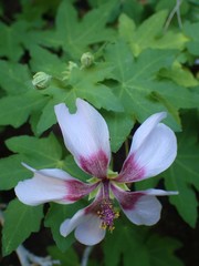 Malva acerifolia