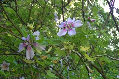 Malva acerifolia