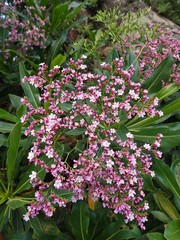 Limonium dendroides