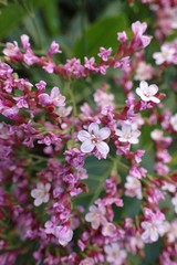Limonium dendroides