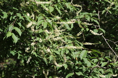 Clethra delavayi