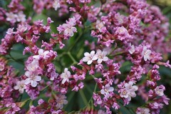 Limonium dendroides