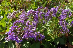 Limonium sventenii