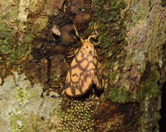 Tumicla sagenaria