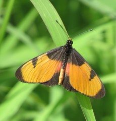Acraea anemosa