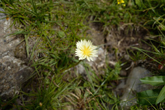 Taraxacum leucanthum