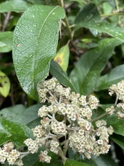 Buddleja incana