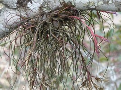 Tillandsia butzii