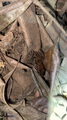 Leptodactylus fragilis