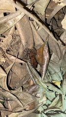 Leptodactylus fragilis