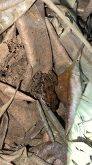 Leptodactylus fragilis