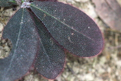 Ardisia mamillata