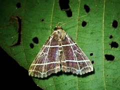 Bertula crucialis