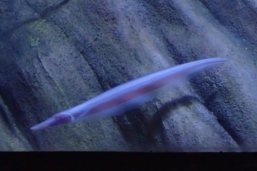 Tamandua knifefish (Orthosternarchus tamandua) — Apteronotidae