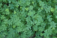 Oxalis pes-caprae