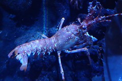 Palinurus mauritanicus