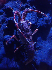 Palinurus mauritanicus