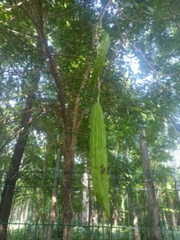 Parmentiera aculeata