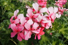 Pelargonium