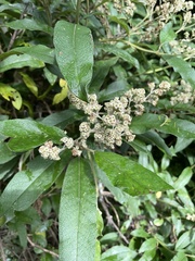 Buddleja incana