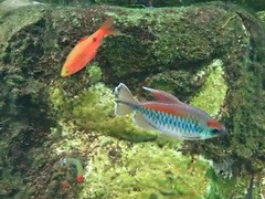 Phenacogrammus interruptus
