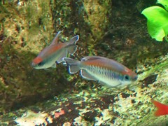 Phenacogrammus interruptus