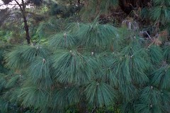 Pinus canariensis