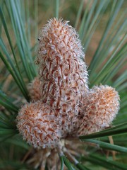 Pinus canariensis