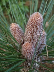 Pinus canariensis
