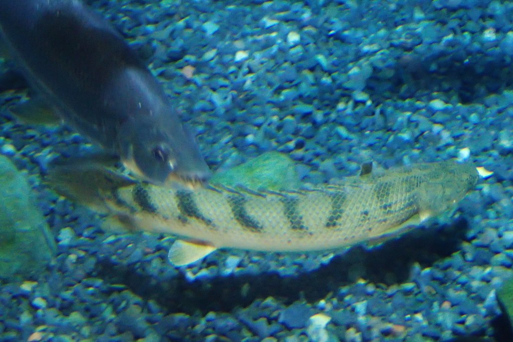 Congo bichir (Polypterus congicus) — Polypteridae