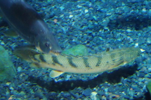 Congo bichir (Polypterus congicus) — Polypteridae